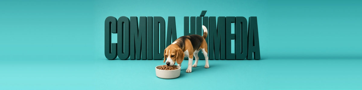 Beagle comiendo de un cuenco, COMIDA HÚMEDA