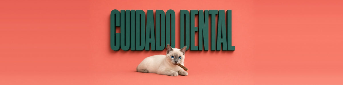 Gato siamés con un snack dental, CUIDADO DENTAL
