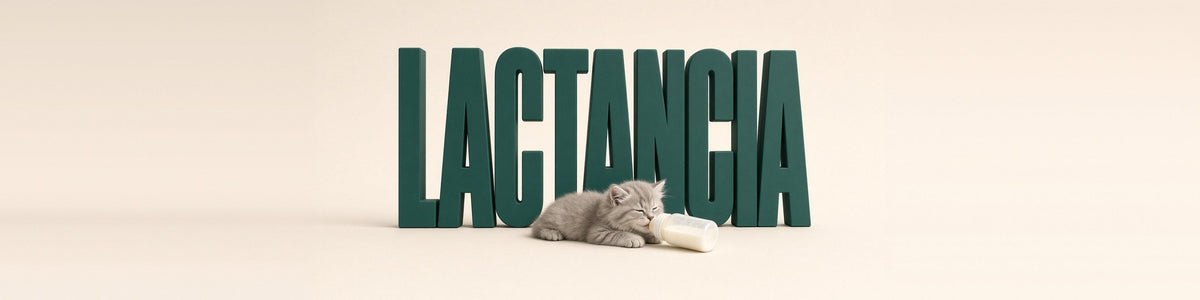 Gatito gris con un biberón, LACTANCIA