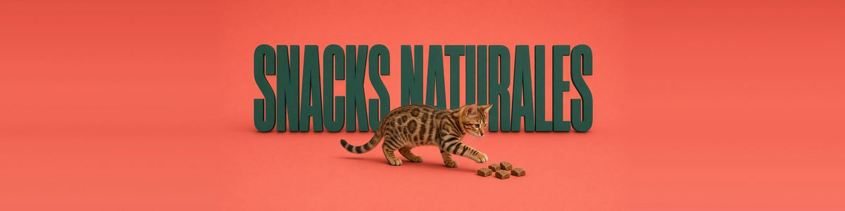 Gato bengalí cogiendo un snack con la pata, SNACKS NATURALES