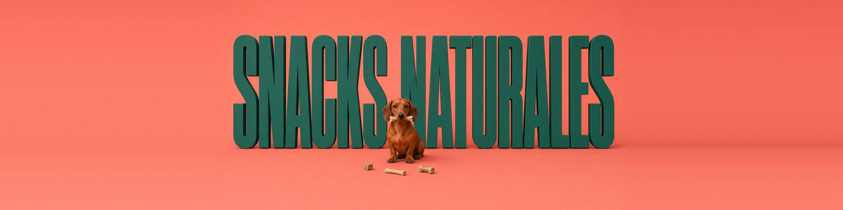 Teckel con un snack en la boca, SNACKS NATURALES