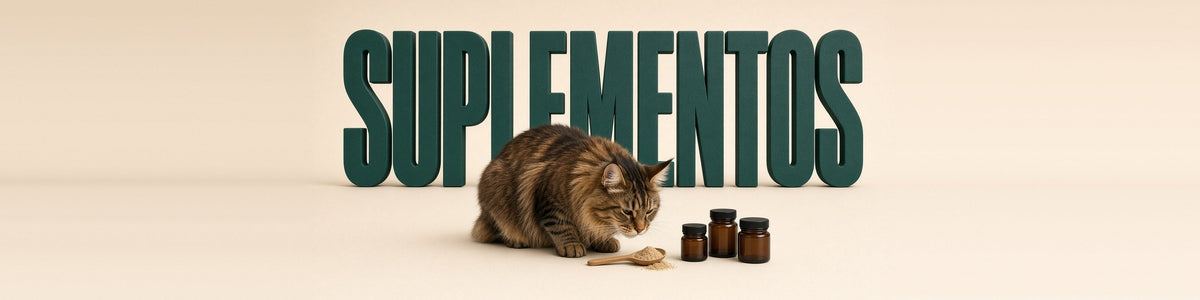 Maine coon oliendo un suplemento natural, SUPLEMENTOS
