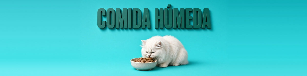 Gato persa blanco comiendo comida húmeda, COMIDA HÚMEDA