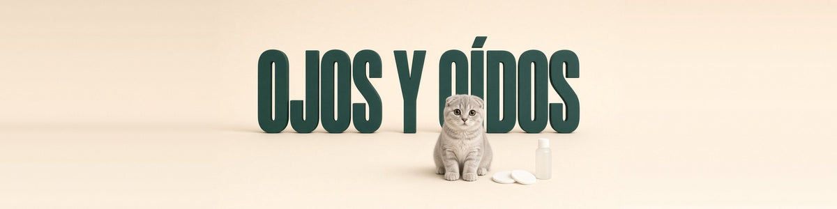 Scottish fold con discos de algodón, OJOS Y OÍDOS