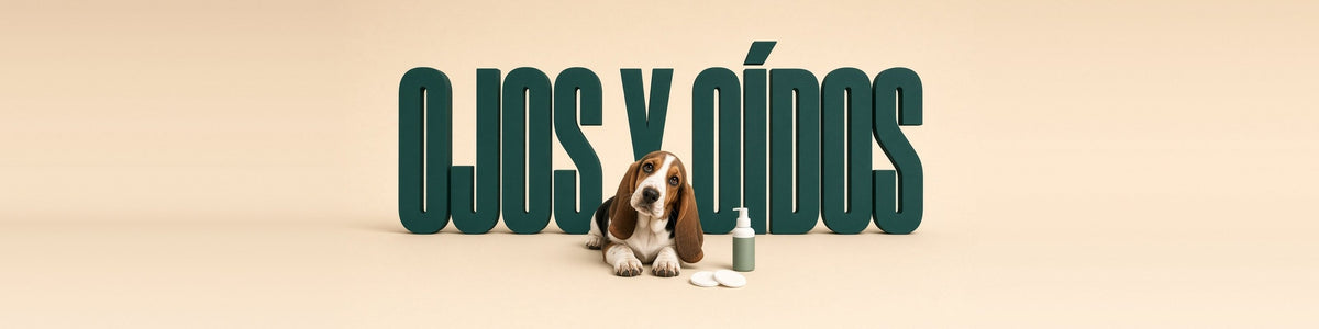 Basset hound con discos de algodón, OJOS Y OÍDOS