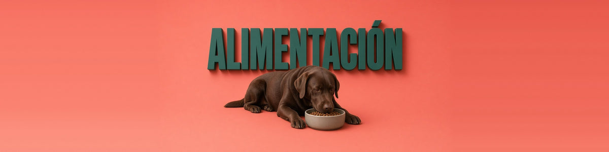 Alimentación para perros