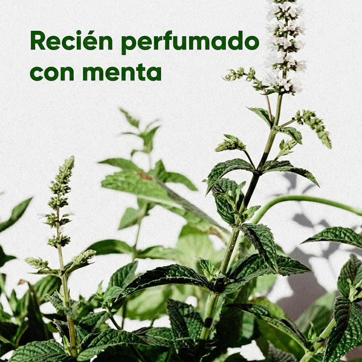 Beco bolsas reciclables con aroma a menta