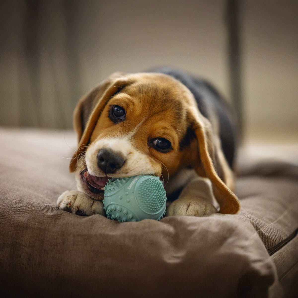 Beeztees pelota dental para cachorros