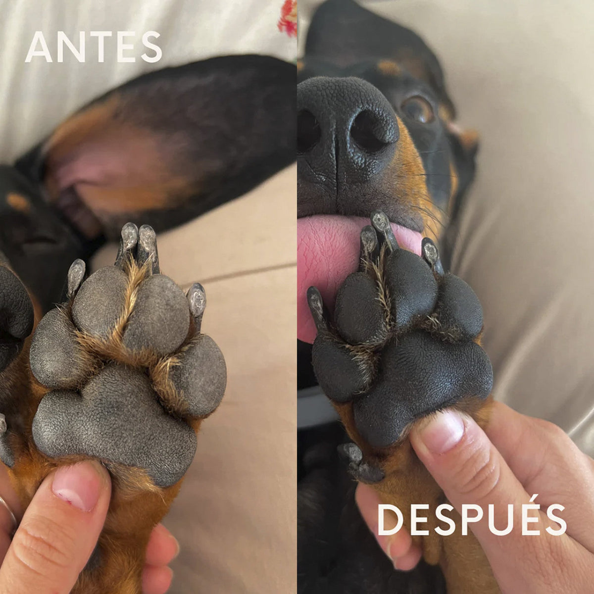 MascoBeauty crema almohadillas, hocico y zonas secas