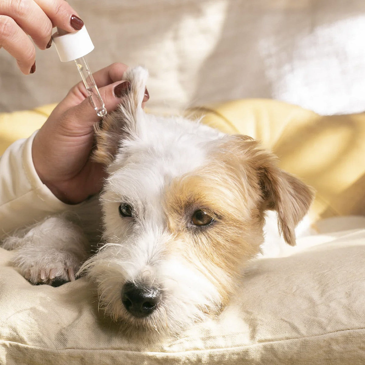 MascoBeauty limpiador y calmante de oídos