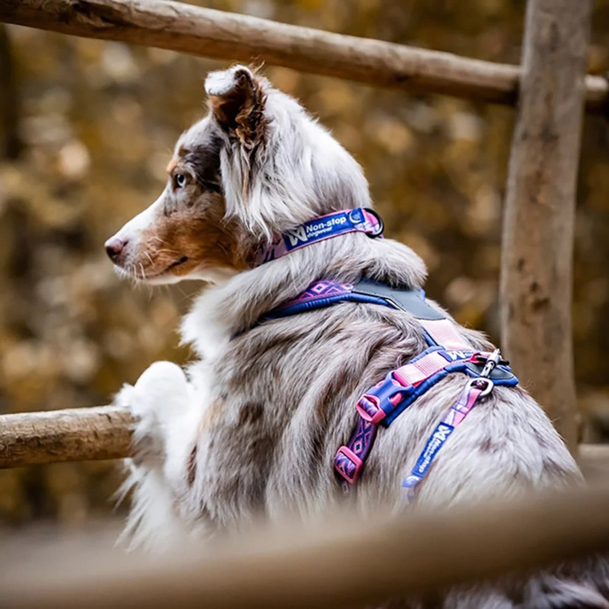 Non-stop collar Trail Quest Rachel Pohl Edition morado y rosa