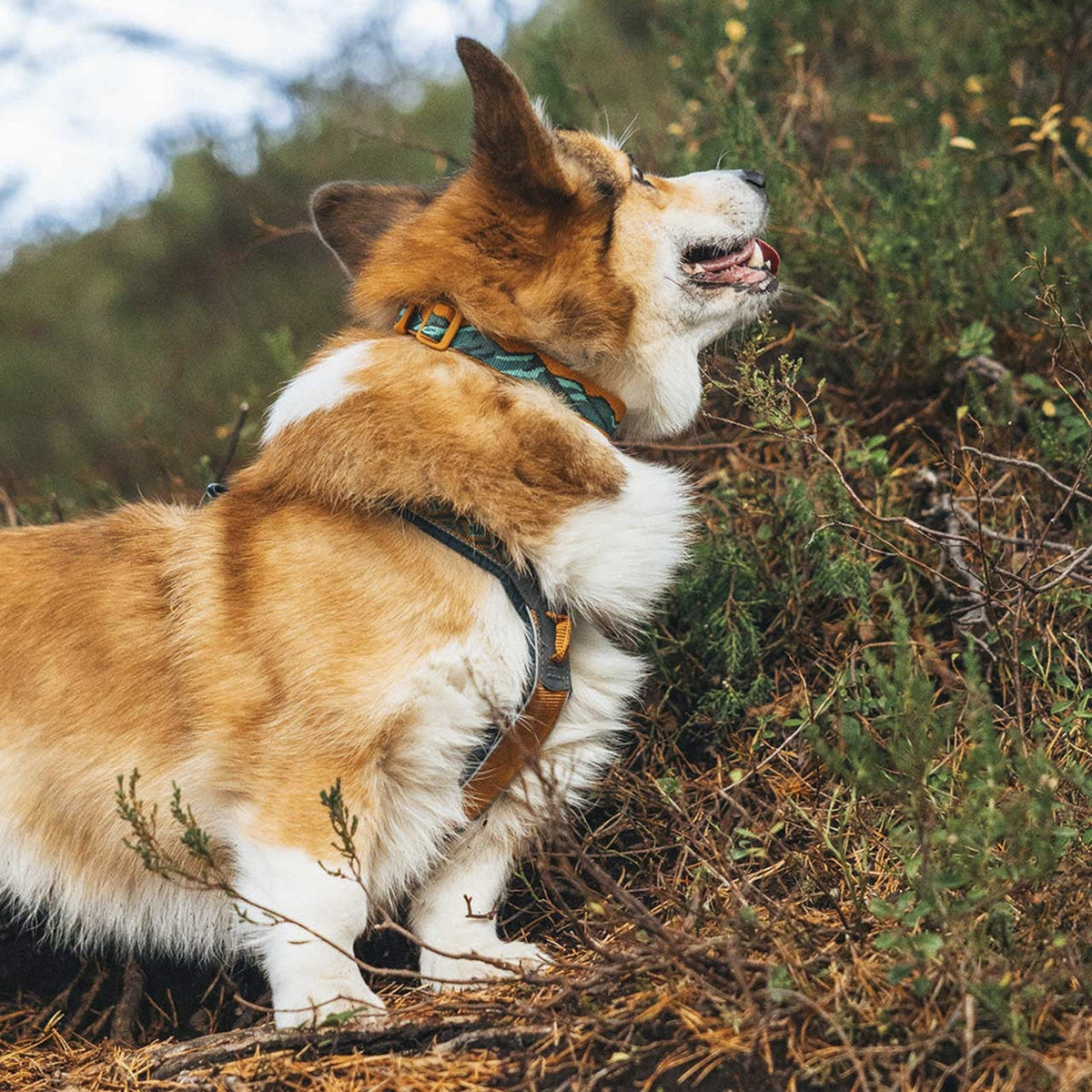 Non-stop collar Trail Quest Rachel Pohl Edition turquesa