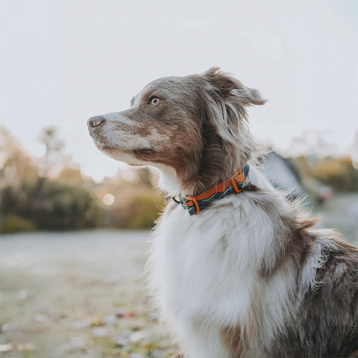 Non-stop collar Trail Quest Rachel Pohl Edition turquesa