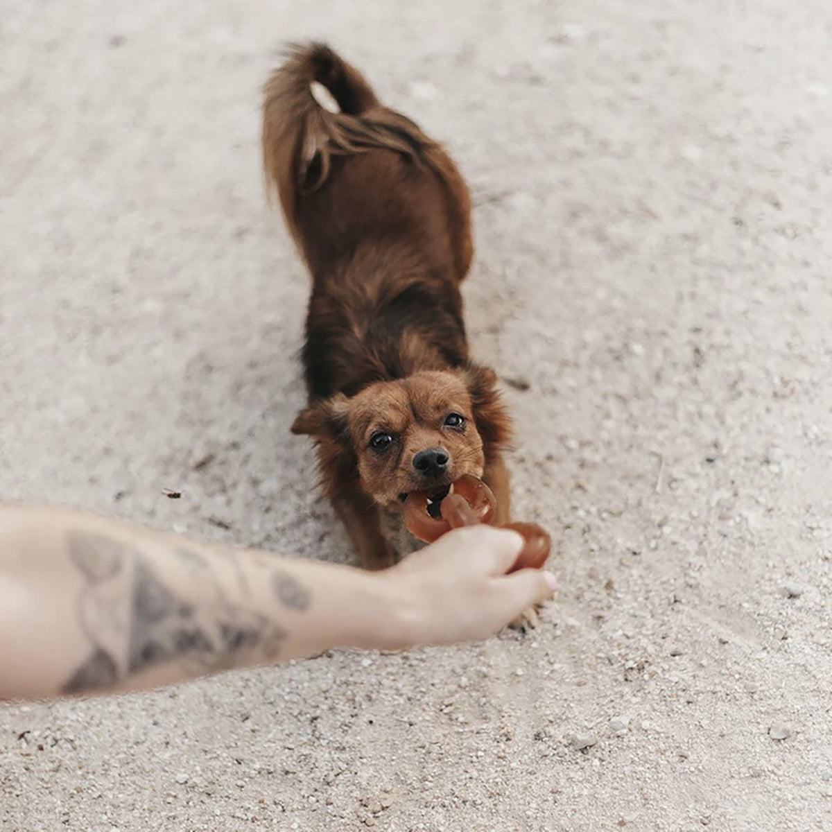 Rub Cadena de Goma para Perros (Rub Chain)