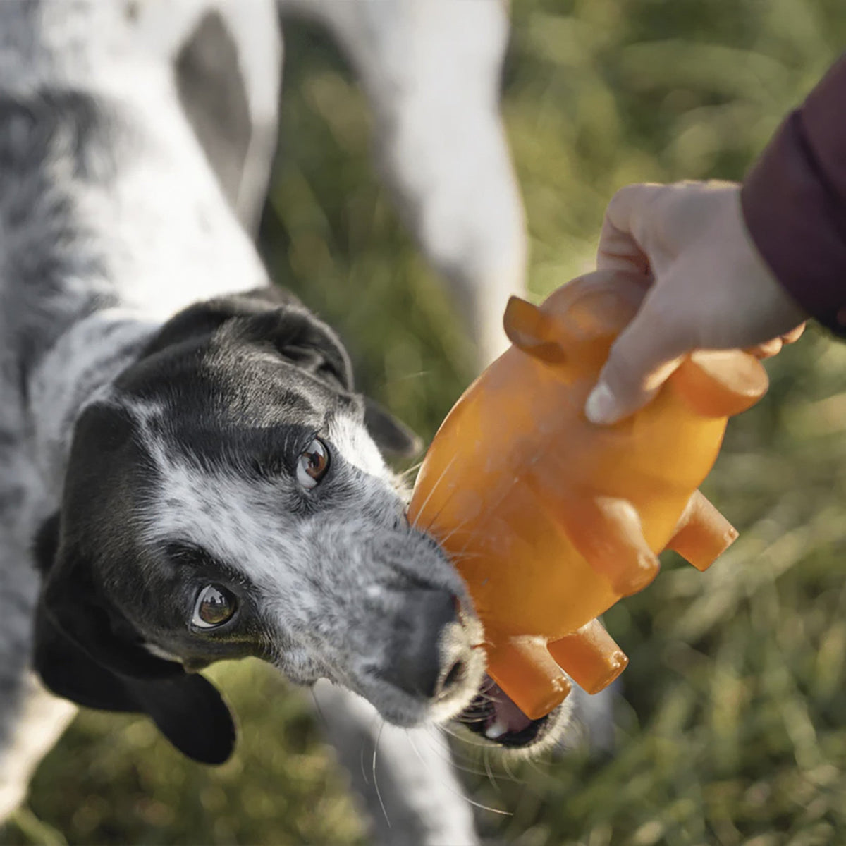 Rub Cerdito de Goma para Perros (Piggy Bank)