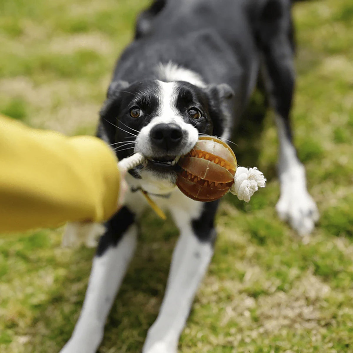 Rub Pelota Dental Flotante para Perros (Floating Dental Ball)