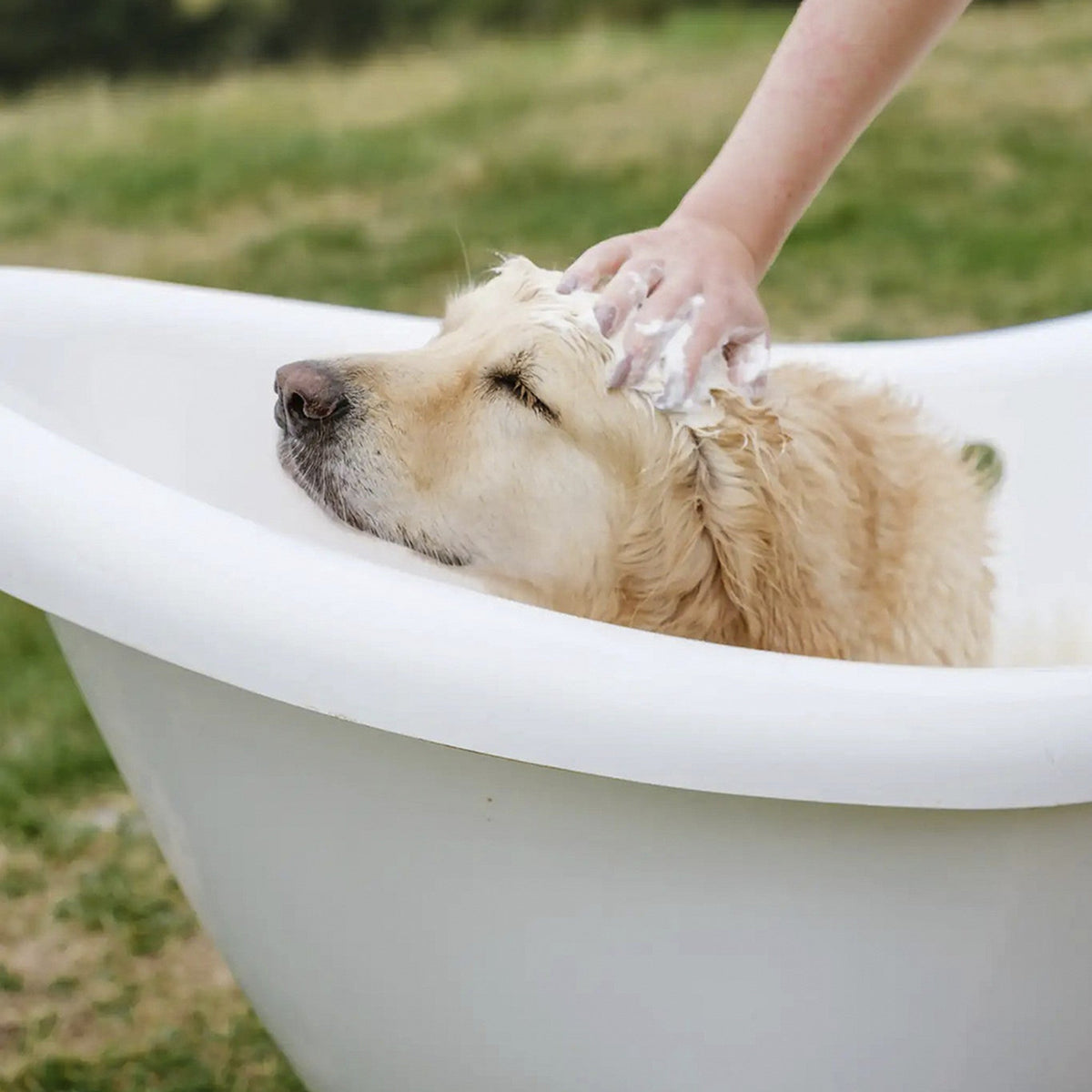 The Doog Life champú natural para perros
