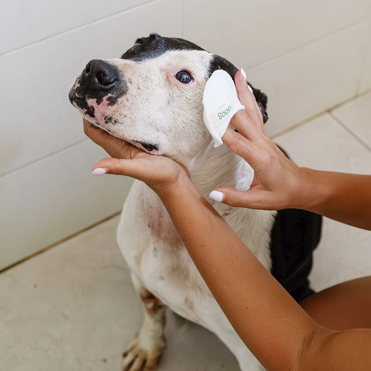 The Doog Life discos limpiadores ecológicos